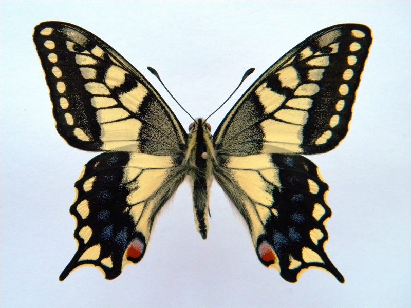 Papilio machaon (cold shock abb 7) (Internet Image property of respective owner, non-commercial use only)